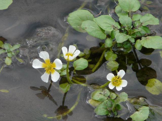 Pete's Walks - Water Crowfoot